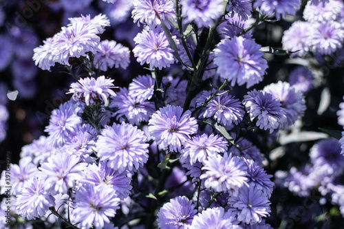 blue and white flowers