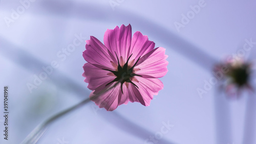 close up of pink flower