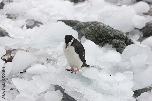 South Orkney Islands chinstrap penguin close up on a cloudy winter day