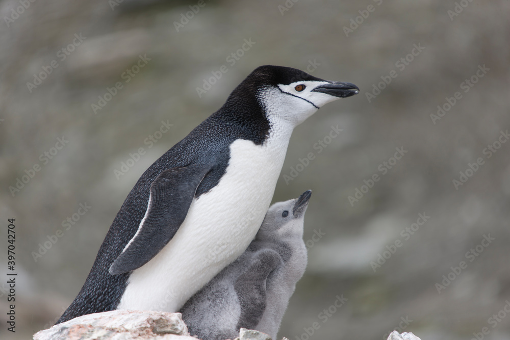 Fototapeta premium South Orkney chinstrap penguin with cub close-up on a cloudy winter day