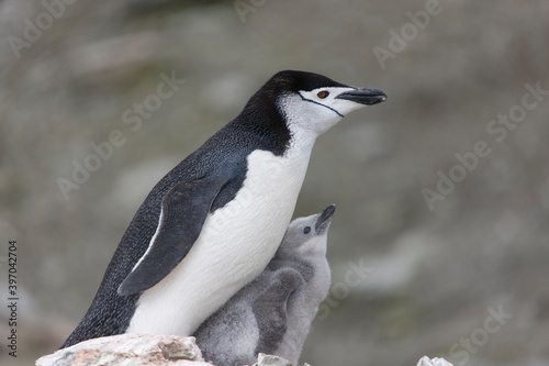South Orkney chinstrap penguin with cub close-up on a cloudy winter day