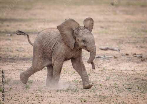 african baby elephant walking happy through the savannah