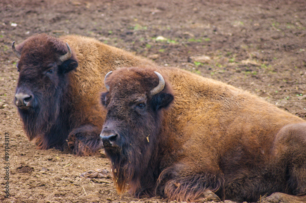 Two american bison chilling at the safari. Two american bison chilling at the safari.