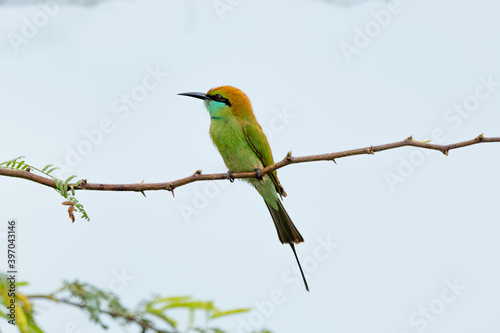 Green bee eater_Merops orientalis