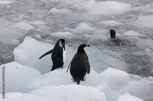 South Orkney chinstrap penguins in water on a cloudy winter day
