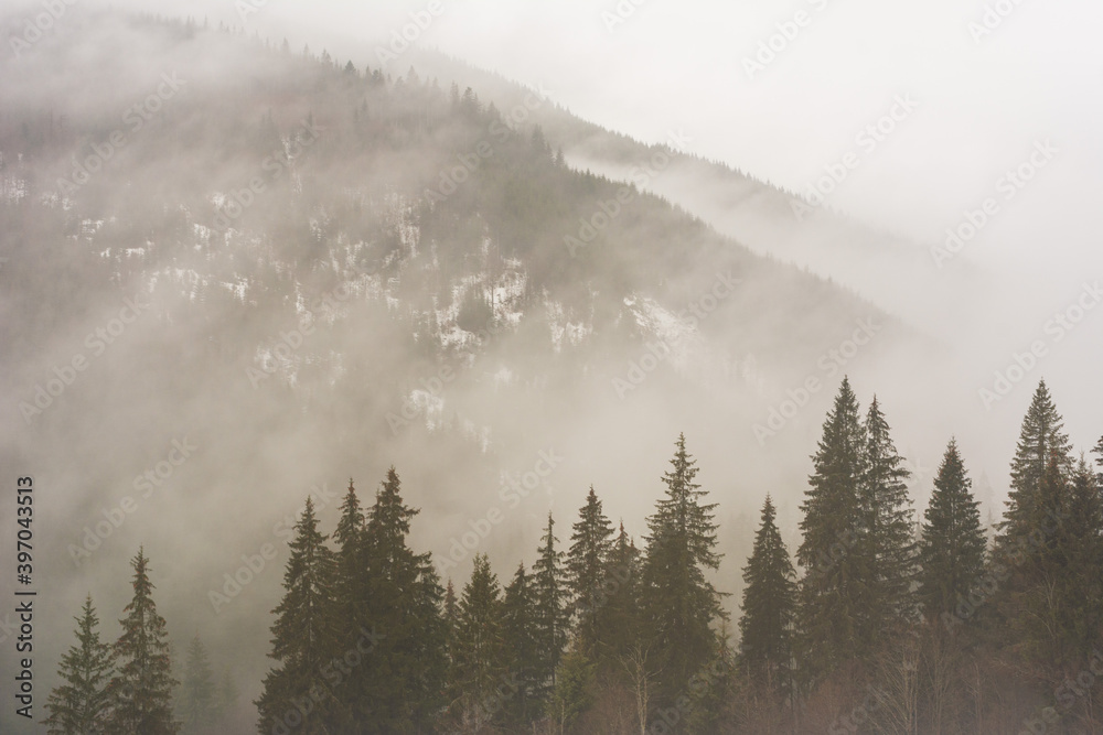 Winter Carpathian mountains in cloudy weather with foggy forests