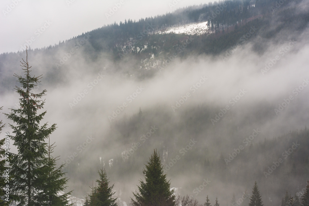 Fototapeta Winter Carpathian mountains in cloudy weather with foggy forests