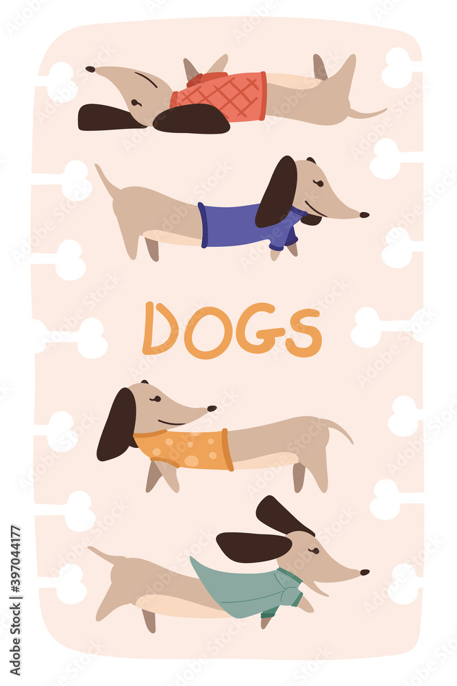 Obraz premium Greeting card with cute Dachshunds with gift of flying in a hot air balloon. Birthday poster with a funny little dogs. Vector illustration in a trendy flat style
