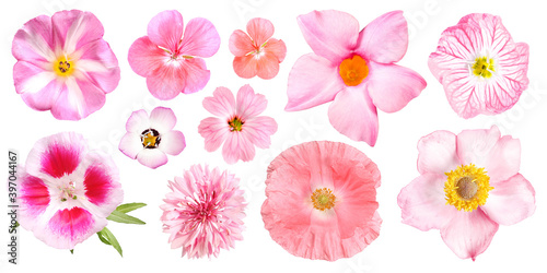 Group of different pink garden flowers, isolated