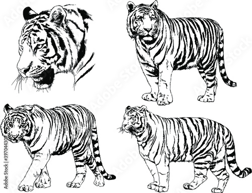a set of vector drawings of various predators   tigers and lions  drawn in ink by hand  realistic for the logo 