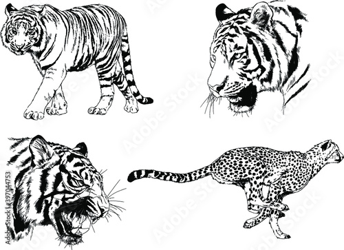 Fototapeta Naklejka Na Ścianę i Meble -  a set of vector drawings of various predators , tigers and lions, drawn in ink by hand, realistic for the logo	