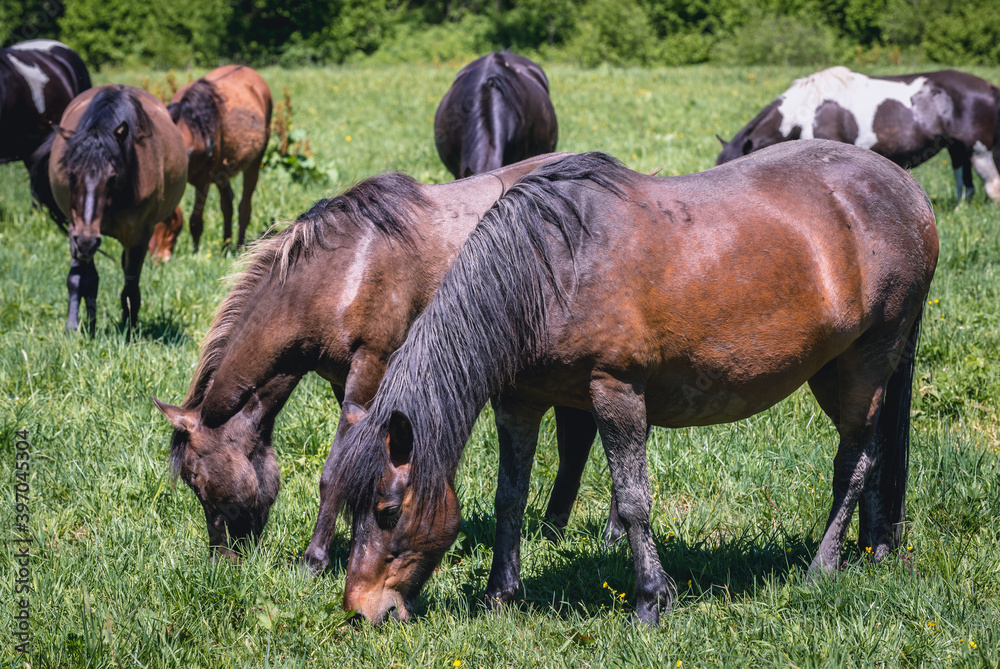 Group of so called Hucul or Carpathian ponies on a green meadow in Bieszczady Mountains National Park, Poland Group of so called Hucul or Carpathian ponies on a green meadow in Bieszczady Mountains National Park, Poland