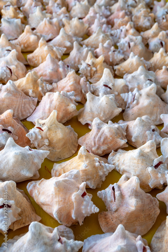 Bin full of conch shells for sale