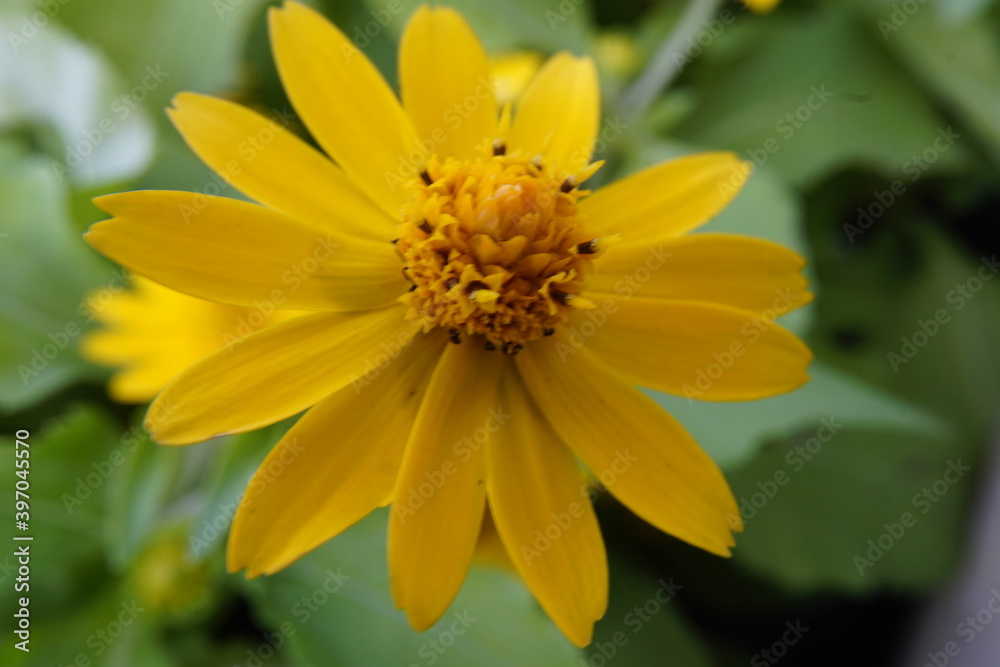 flower in garden flower in garden