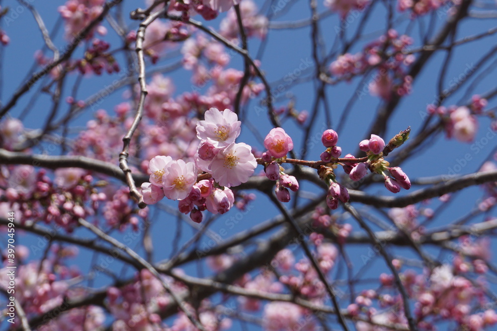 branch of tree branch of tree