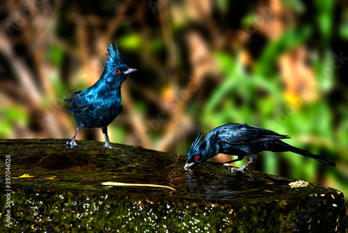 Phainopeplas (Phainopepla nitens) at the Drinking Fountain...all in Cobalt Blue Attire photo