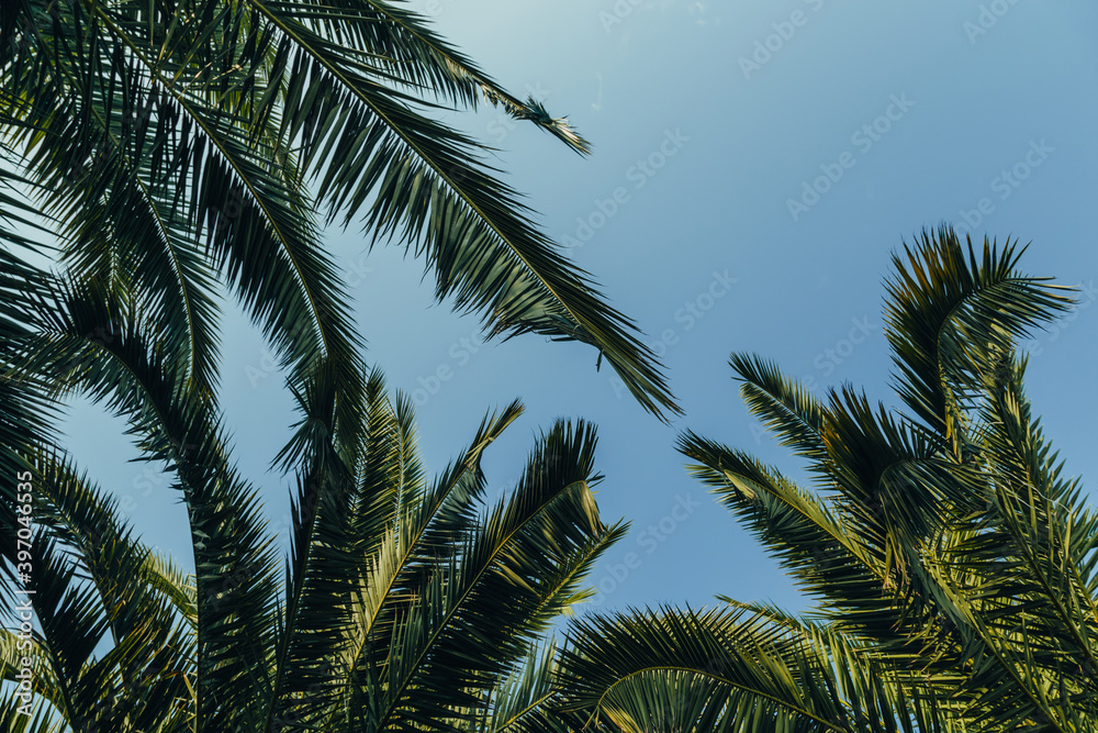 Tropical jungle, palm leaves on a sunny day, sky.