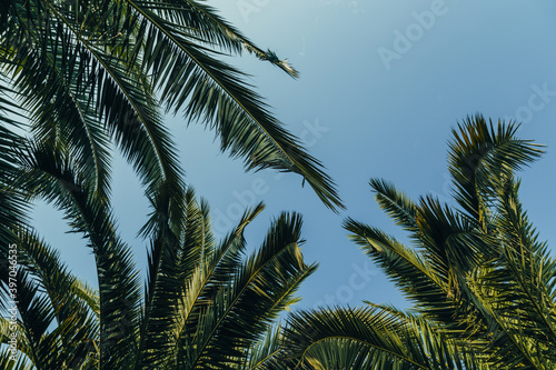 Fototapeta Naklejka Na Ścianę i Meble -  Tropical jungle, palm leaves on a sunny day, sky.