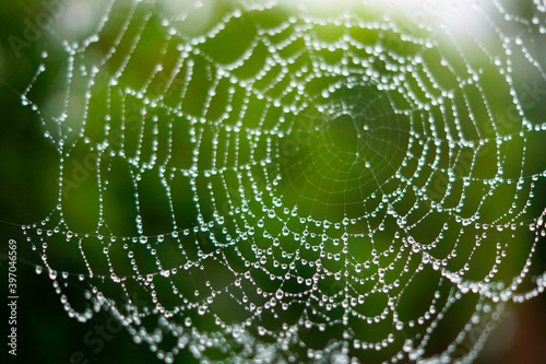 The spider web close up in the rain droplets