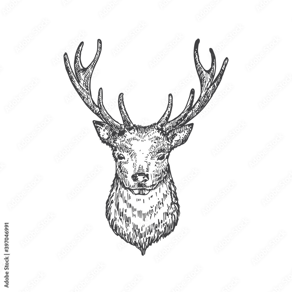 Drawing Deer Face Animal Stock Illustration - Download Image Now - Adult,  Adults Only, Animal - iStock