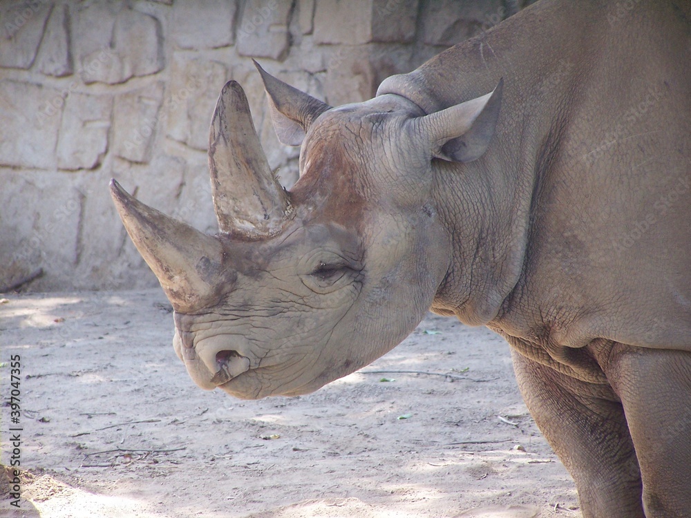 Fototapeta premium white rhino close up portrait