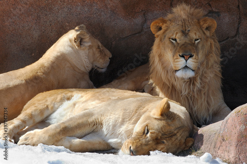 Obraz na płótnie Three lions in a den in winter with snow