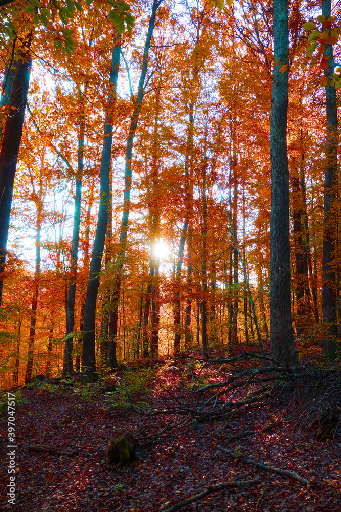 Sun shining through autumn forest