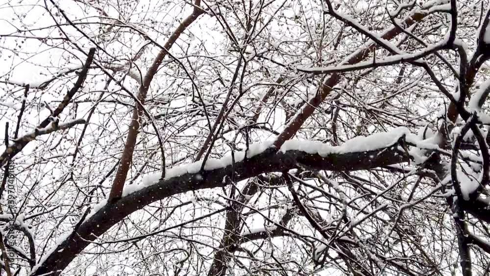 Slowmotion snowflakes falling from the sky. View below tree branches with snow Slowmotion snowflakes falling from the sky. View below tree branches with snow