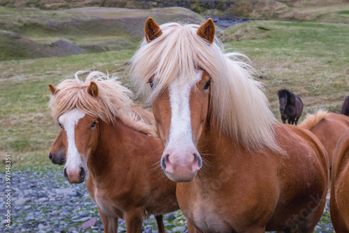 Portrait of Icelandic horses seen a so called Ring Road in northern part of Iceland