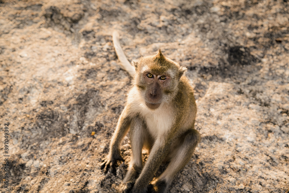 Eye contact with a monkey sitting on the floor