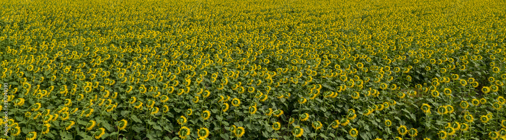 Obraz premium Aerial view from drone of sunflower fields, panorama landscape.