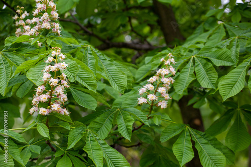 Aesculus hippocastanum, the horse chestnut, is a species of flowering plant in the soapberry and lychee family Sapindaceae. It is a large deciduous, synoecious tree.  photo