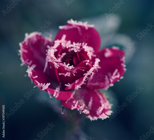 Eine rote Rosenblüte mit Eiskristallen