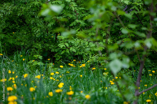 Fototapeta Naklejka Na Ścianę i Meble -  grass, flowers and trees 