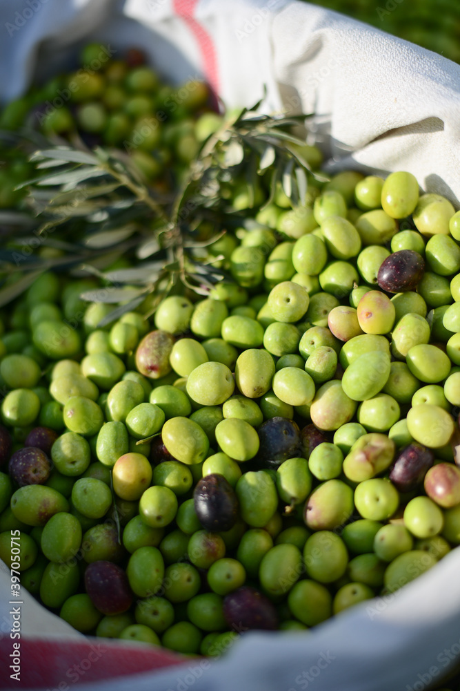 closeup of a basket full of olives with branch and a traditional tea towel during harvest