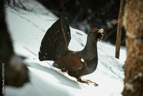 Male of Capercaillie in early spring forest. The western capercaillie. Scientific name: Tetrao urogallus. photo