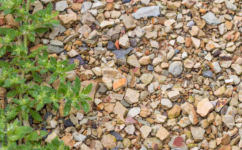 Fundo com pedras e planta rasteira Fundo com pedras e planta rasteira