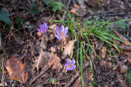 violet flowers in the forest during autumn