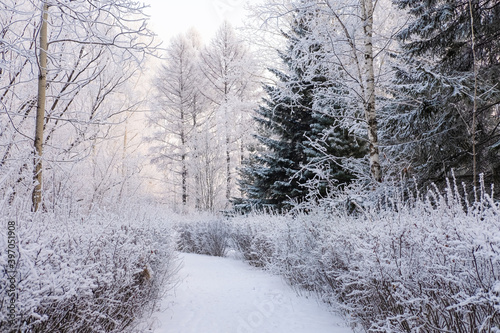 Winter landscape fresh snow © evgenii_v