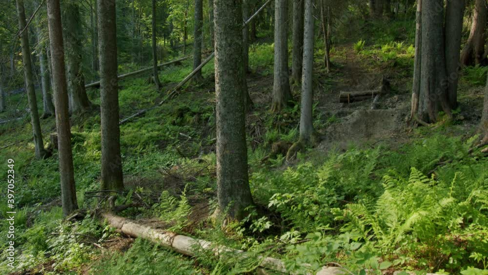 Mountain biker hits a jump and rides through a luxuriant forest