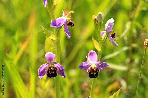 Bienen-Ragwurz(Ophrys apifera).