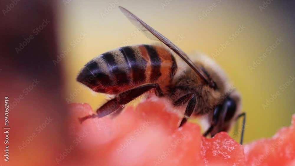 Close up de abelha (Apis mellífera)