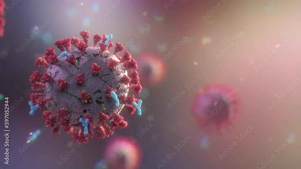 Antibodies attack and destroy the coronavirus. Close-up of dissolving virus under microscope. SARS-CoV-2 COVID-19 pandemic cure or vaccination concept. Realistic high quality medical 3d animation. 