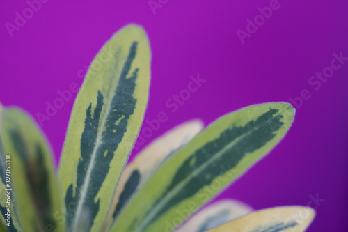 Zoomed in macro photo of a green plant with a purple background