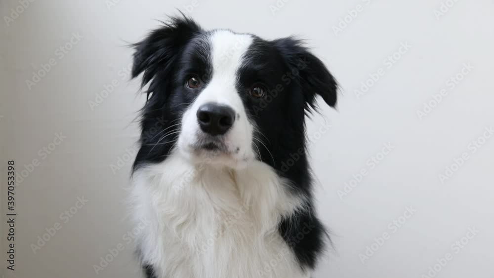 Funny studio portrait of cute smiling puppy dog border collie isolated on white background. New lovely member of family little dog gazing and waiting for reward. Pet care and animals concept Funny studio portrait of cute smiling puppy dog border collie isolated on white background. New lovely member of family little dog gazing and waiting for reward. Pet care and animals concept