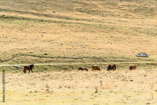 horses herd on mild green slope at Campo Imperatore upland, Abruzzo, Italy © hal_pand_108
