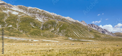 large cow herd in upland below barren slopes at Campo Imperatore, near S.Egidio, Abruzzo, Italy