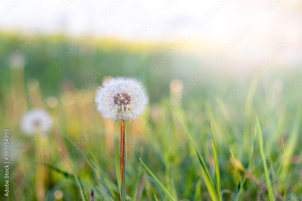 White plump dandelion in a meadow among the grass