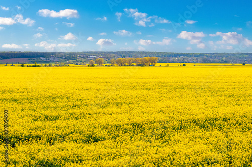 Spacious field with flowering rapeseed and blue sky with white clouds