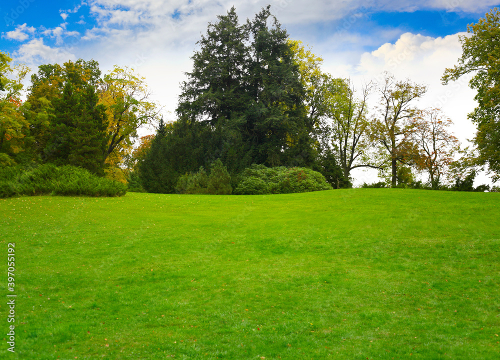 Green tree and grass in park. Nature background.
